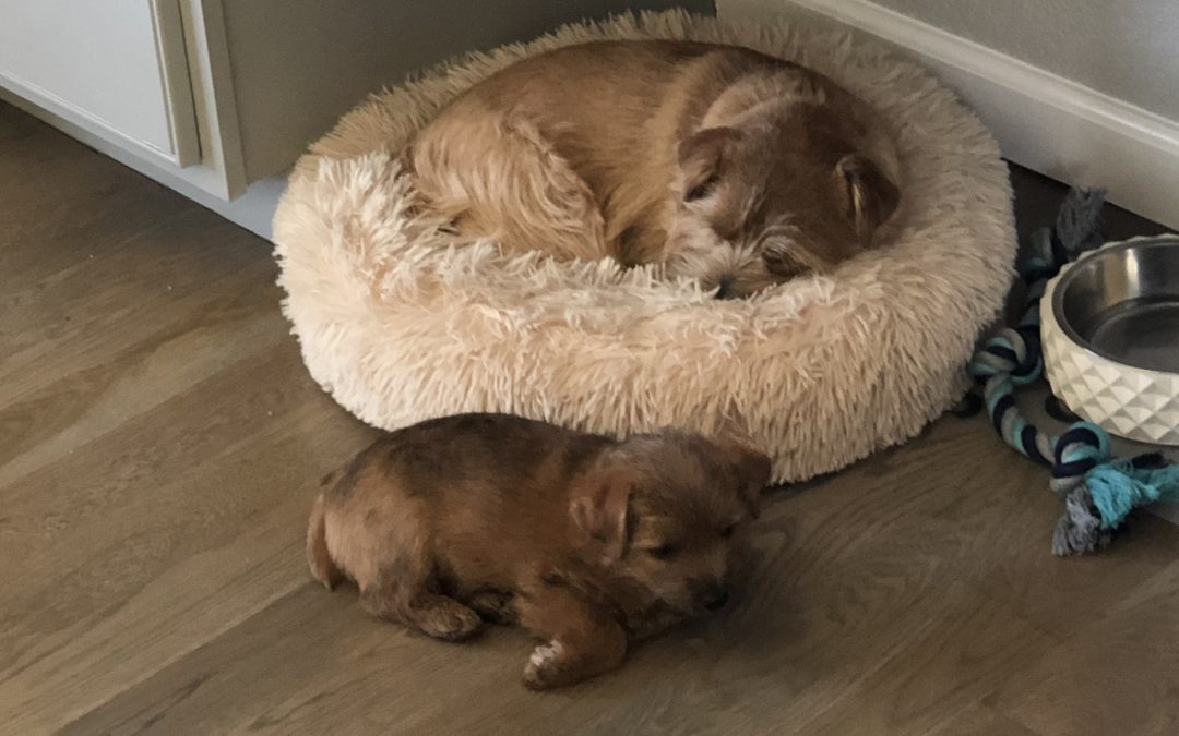 Day 258: Let Sleeping Dogs [and People] Lie