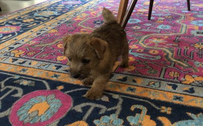 Day 254: Pup, Pup and Away