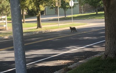 Day 193: Run Lucky