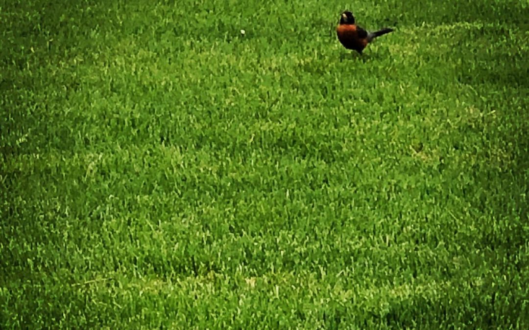 Day 420: See the Birds