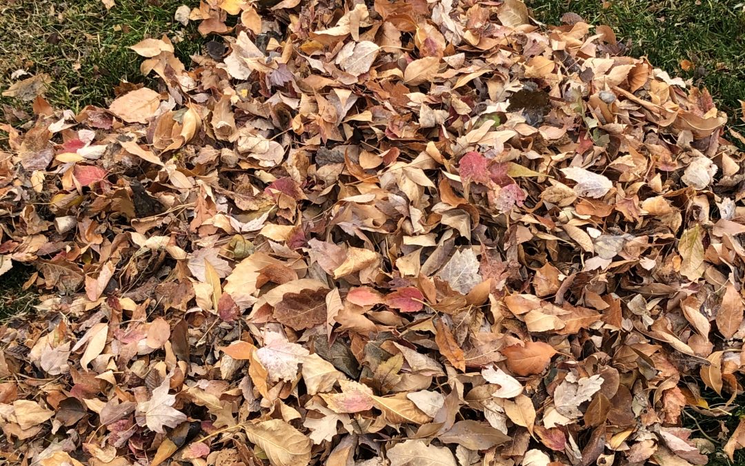 Day 221: Autumn Leaves