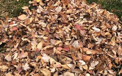 Day 221: Autumn Leaves
