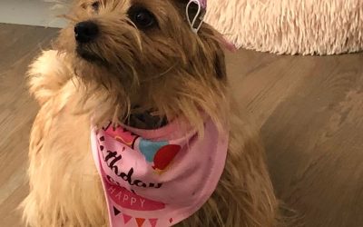 Day 35: Birthday Pup