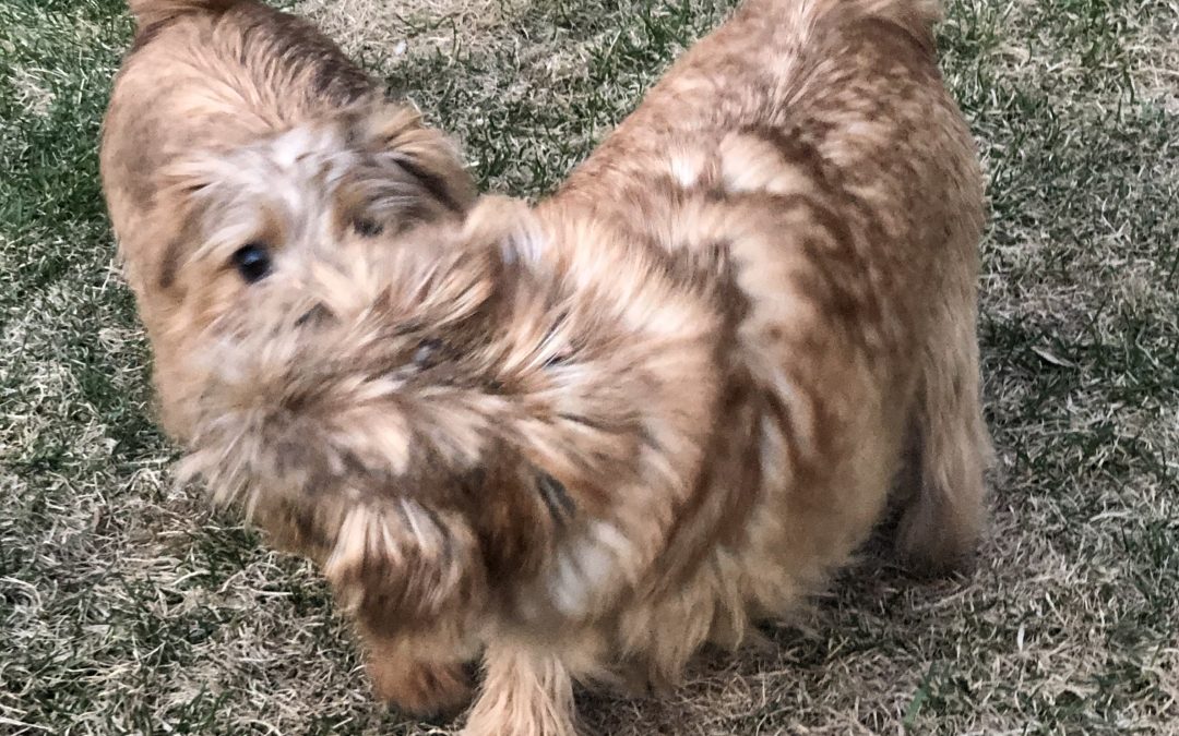 Day 388: In the Backyard