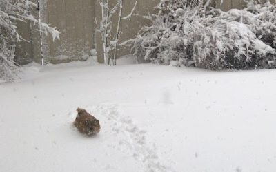 Day 4: Snow Way
